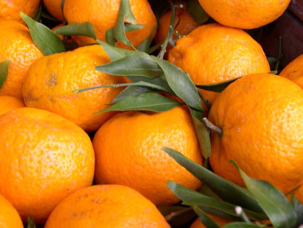 Gli agrumicoltori di Sibari contro la centrale idroelettrica