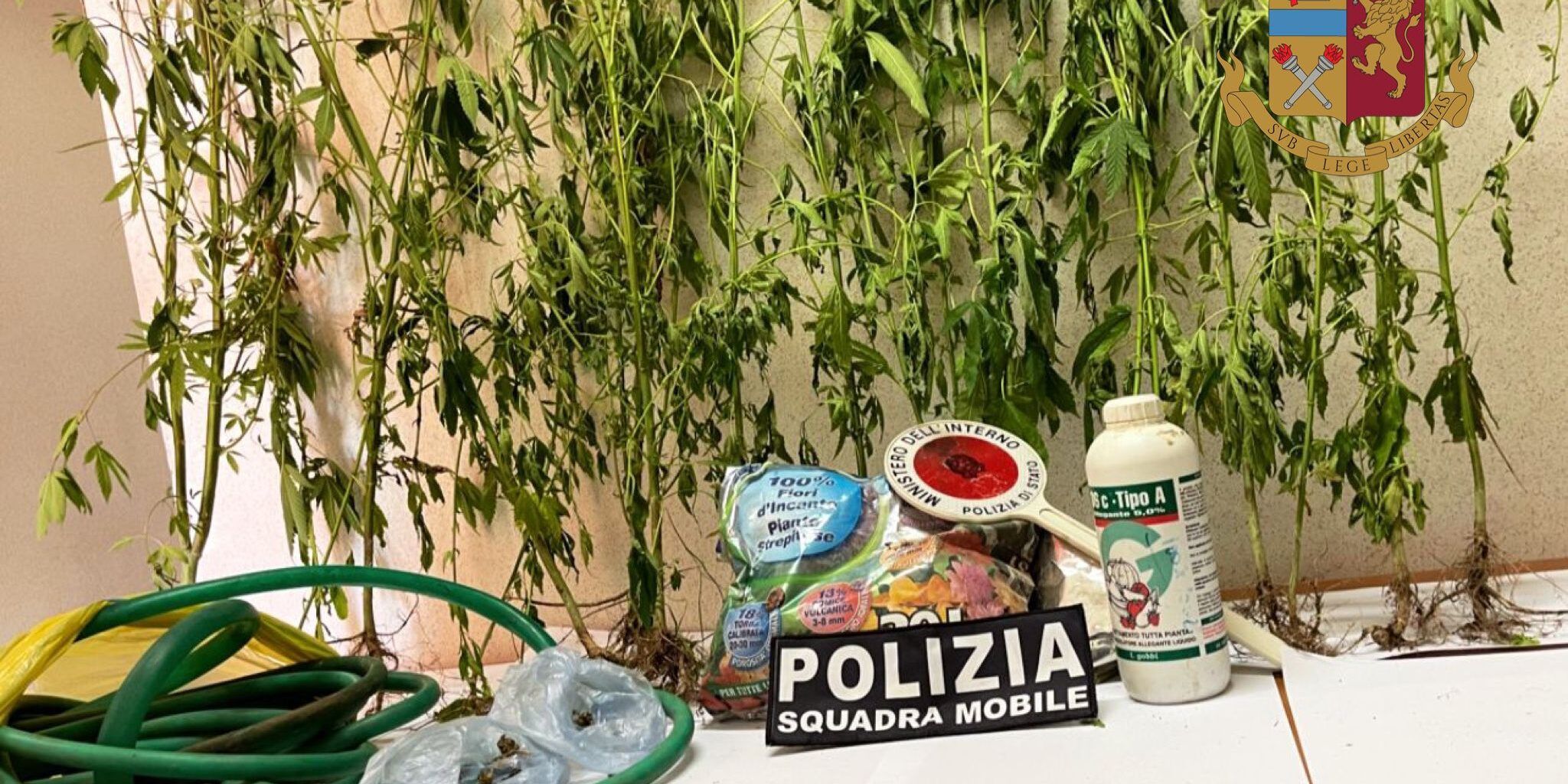 Trovato con 22 piante di marijuana in casa, in manette