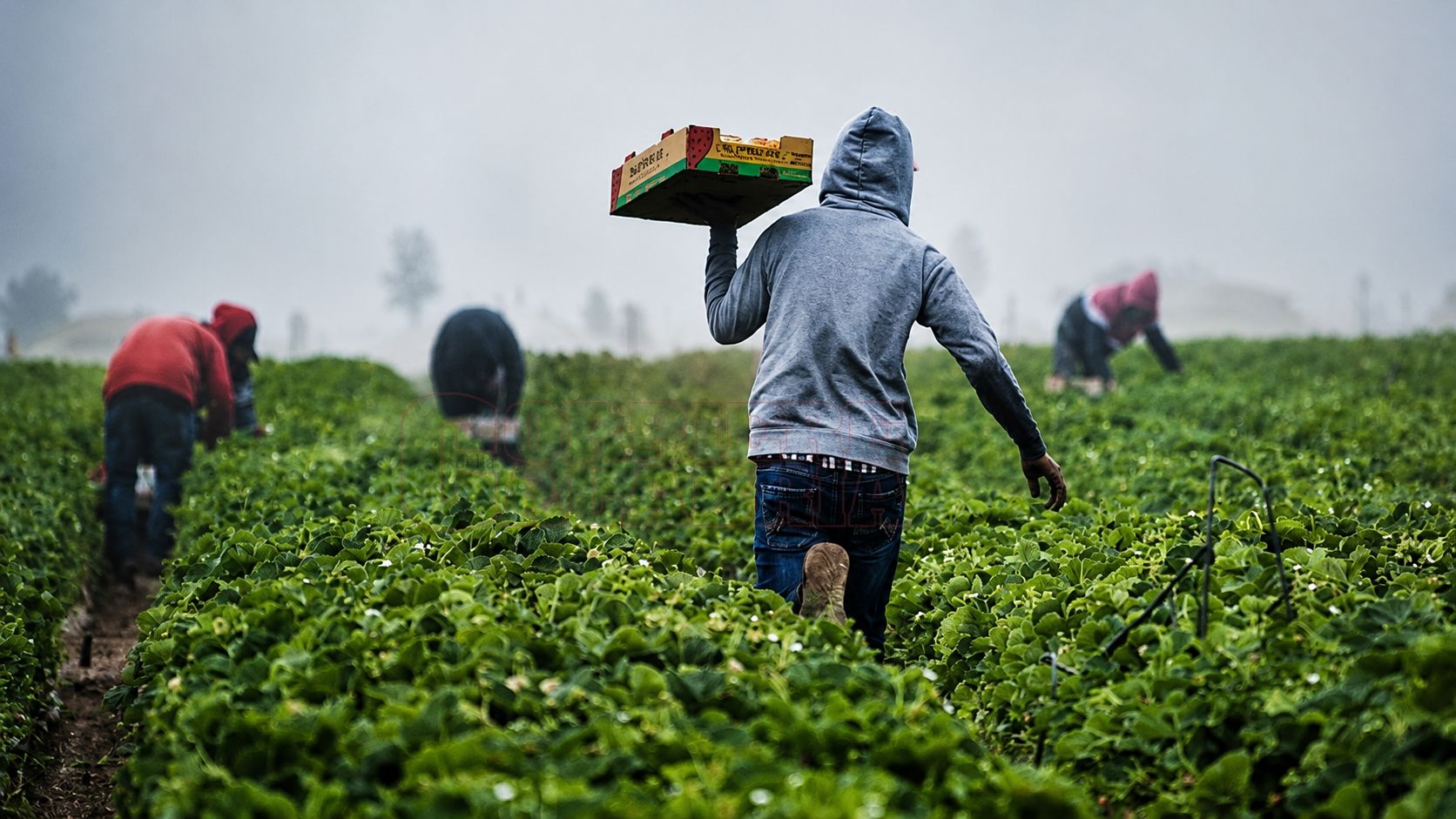 Sfruttamento sul lavoro, Federconsumatori: «È ora di dire basta al cibo sporco di sangue»