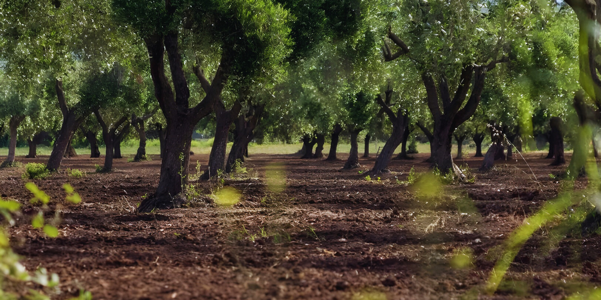 Olivicoltura calabrese sull’orlo della crisi