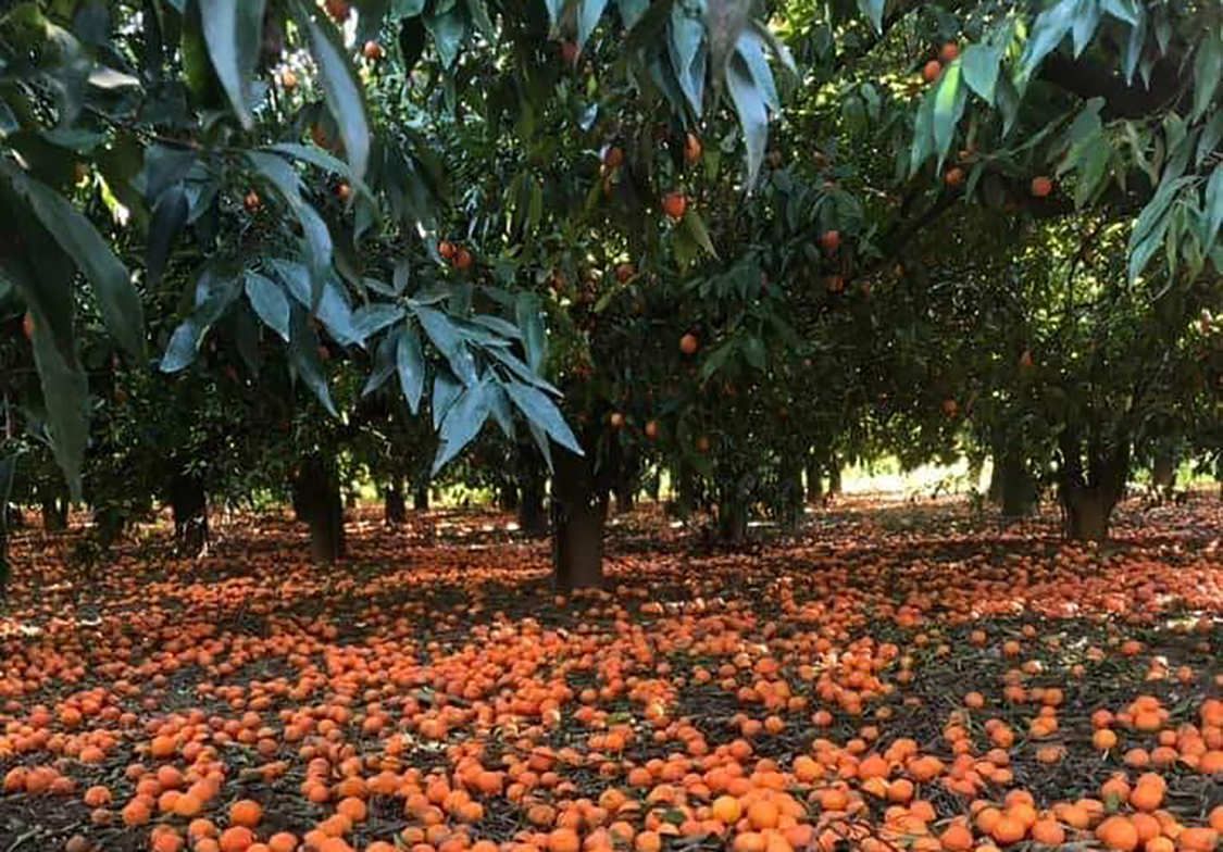 Gallo scrive al ministro Bellanova, chieste misure "ad hoc" per il settore agricolo