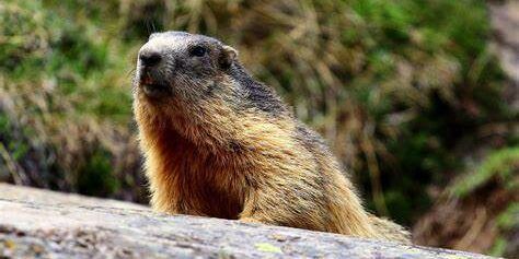 «Il giorno della marmotta»