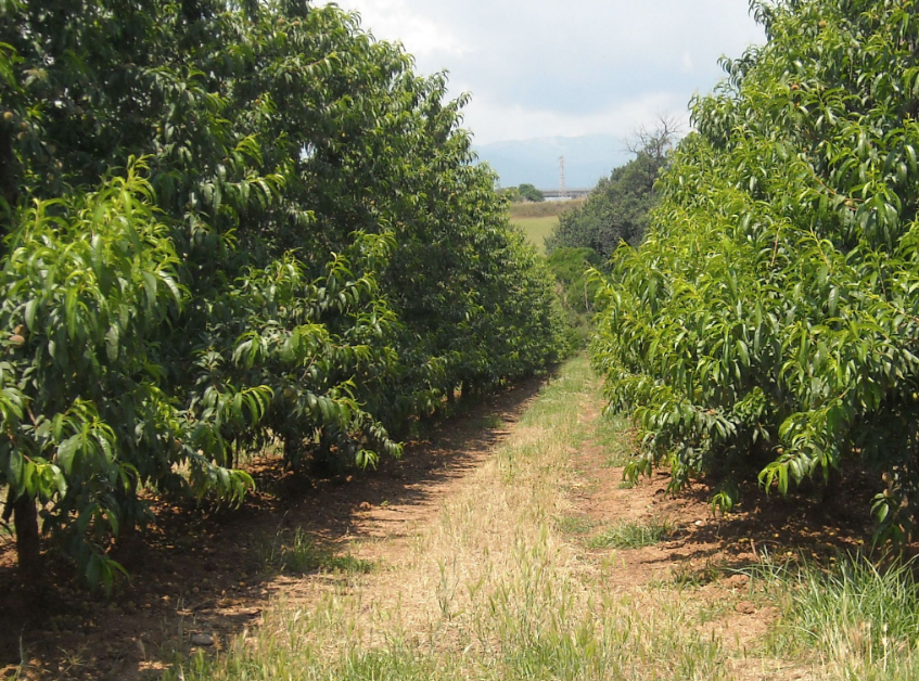 «La pandemia favorisce l'apprezzamento dei prodotti calabresi»