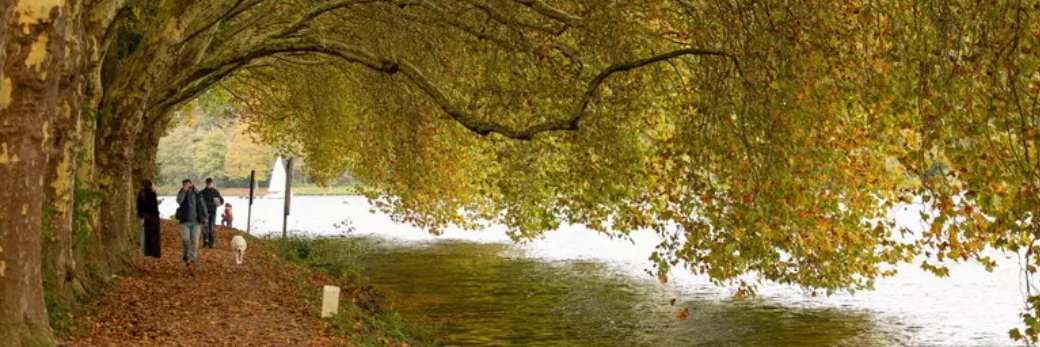 Nel 2024 in Italia 3 milioni di alberi in più grazie al Pnrr