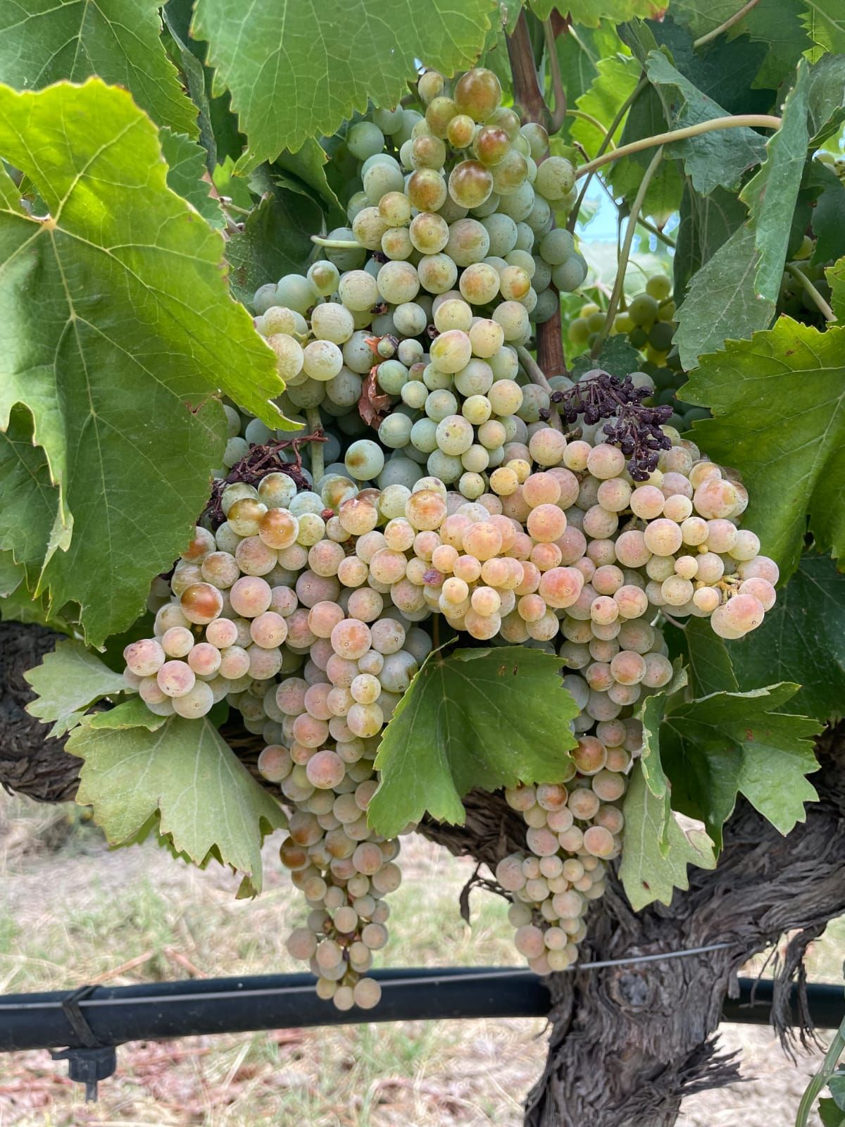 «Vendemmia d’agosto»