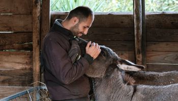 Vibo, inclusione, formazione e benessere animale: al via il corso sugli Interventi Assististi con gli Animali