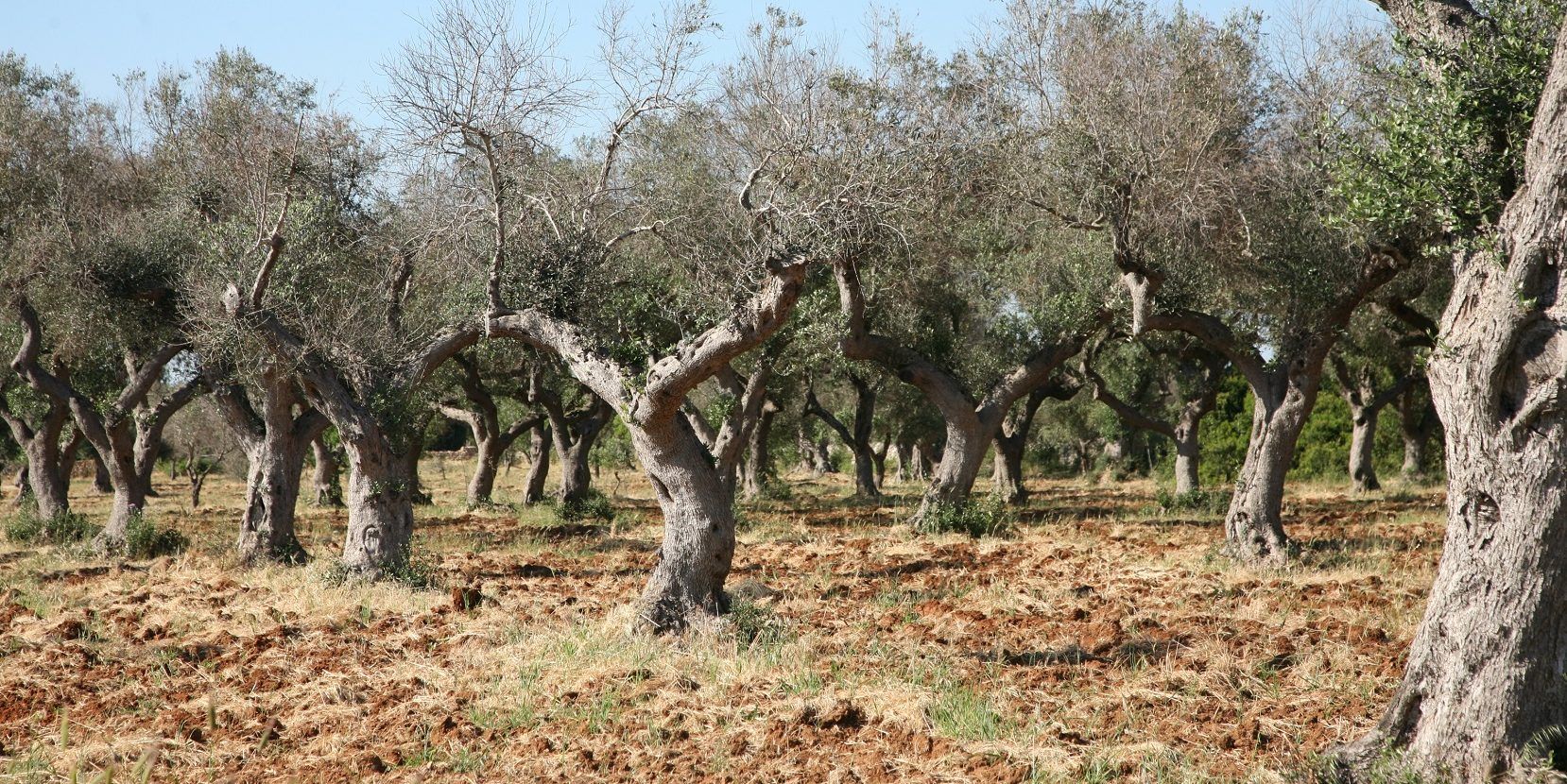 Allarme Xylella, Gallo: «A breve l’eradicazione degli olivi infetti e dell’intera area a rischio»