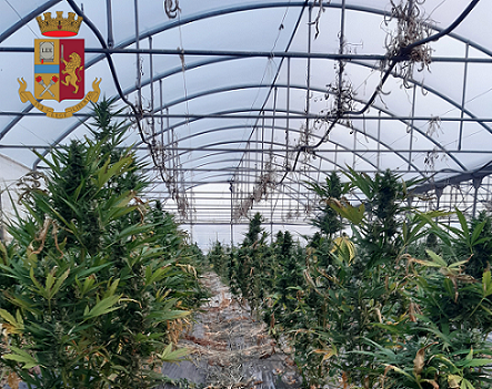 Maxi-piantagione di marijuana scoperta dalla Polizia a Isola: 3 arresti