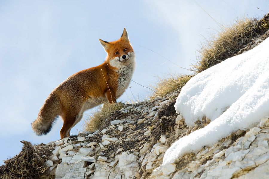 «Una impiccata, l’altra fatta a brandelli, incredibile violenza su due volpi in Calabria»