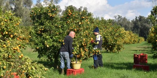 Gioia Tauro, agrumeto della cooperativa "Valle del Marro" sorto su terreno confiscato ai "Molè"