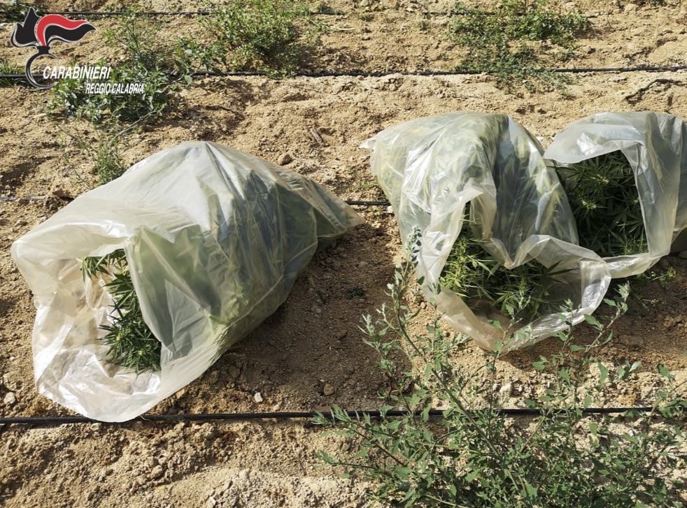 Stilo, rivenuta una piantagione di canapa