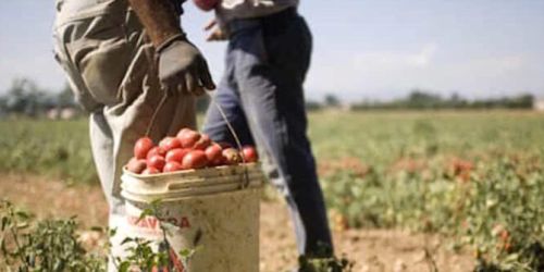lavoro nero agricoltura