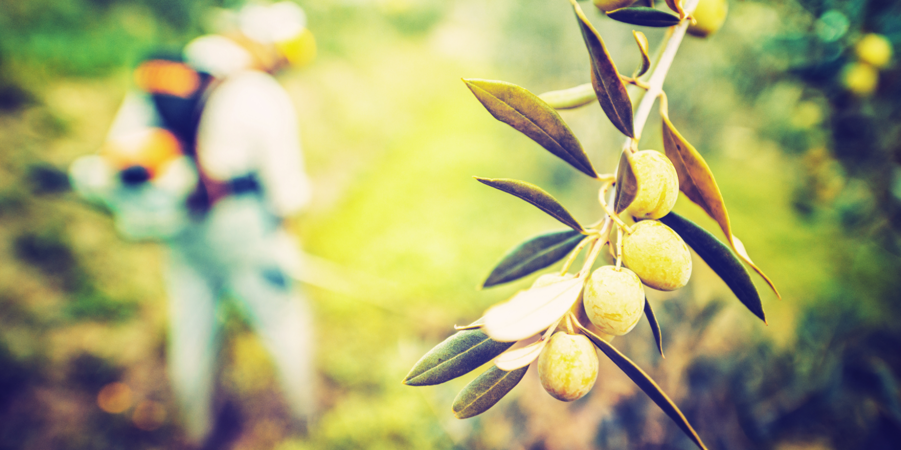 La Calabria «regina» della produzione di olio nel 2025/2026