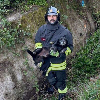 Cagnolino cade in un canalone nel Vibonese, salvato dai Vigili del fuoco – FOTO