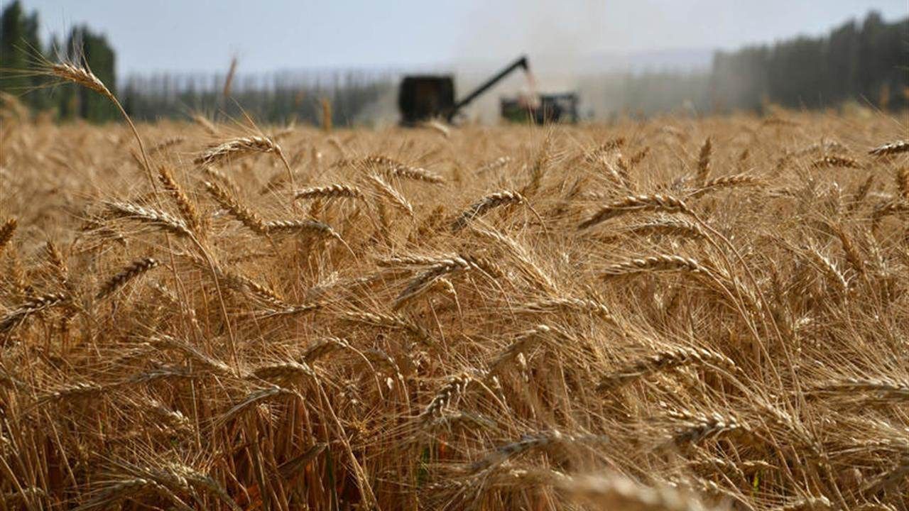 Crisi del settore cerealicolo, Regione presente al tavolo tecnico