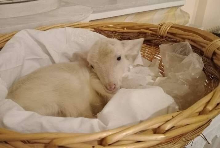 Agnello legato durante la funzione religiosa nel Vibonese, Aidaa presenta un esposto