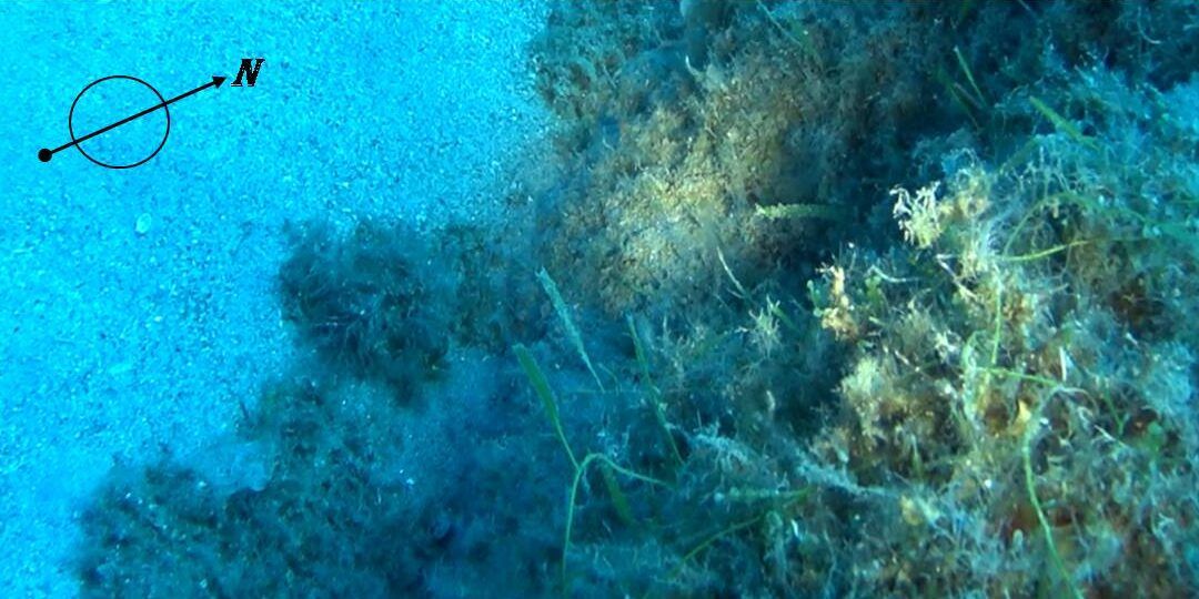 Capo Vaticano, l’Arpacal scopre la presenza di una nuova alga