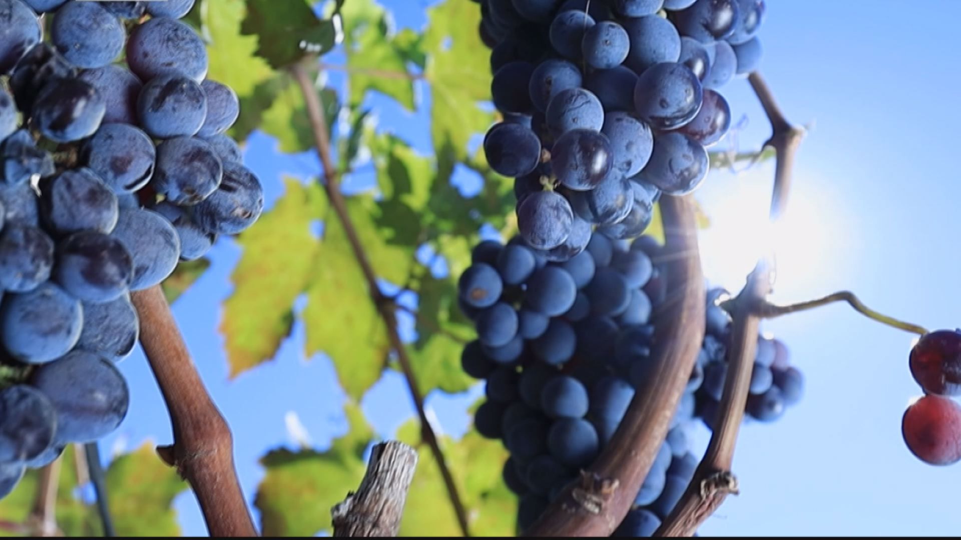 Omc vino, approvati 56 progetti per ristrutturazione e riconversione vigneti