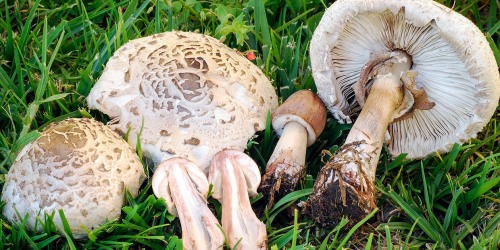 Chlorophyllum molybdites