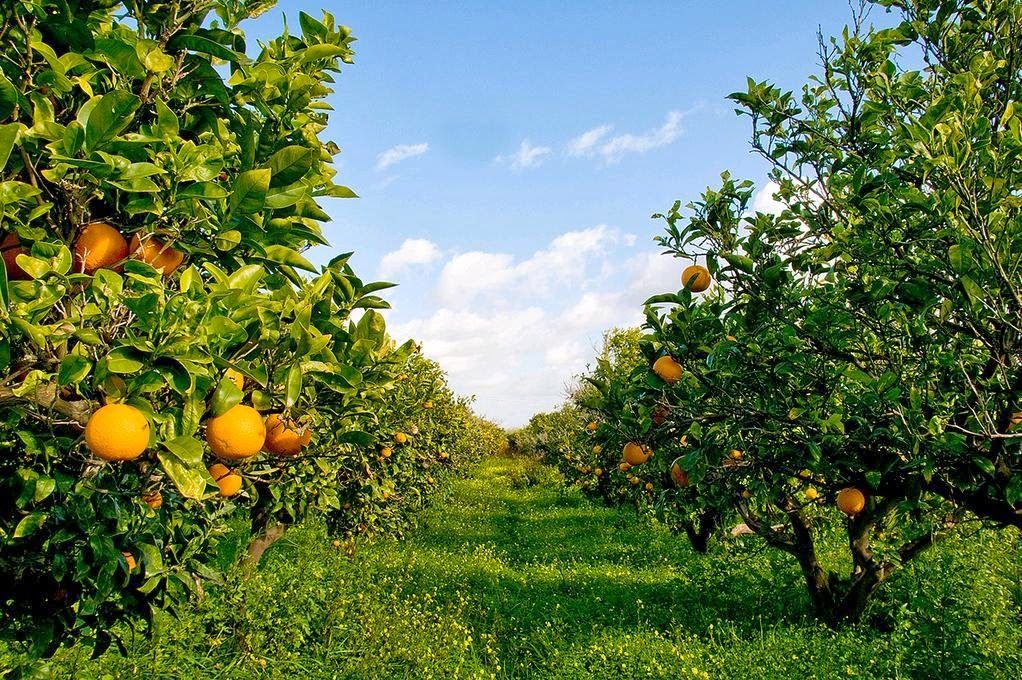 Agricoltura, a Rosarno per dire no al lavoro nero
