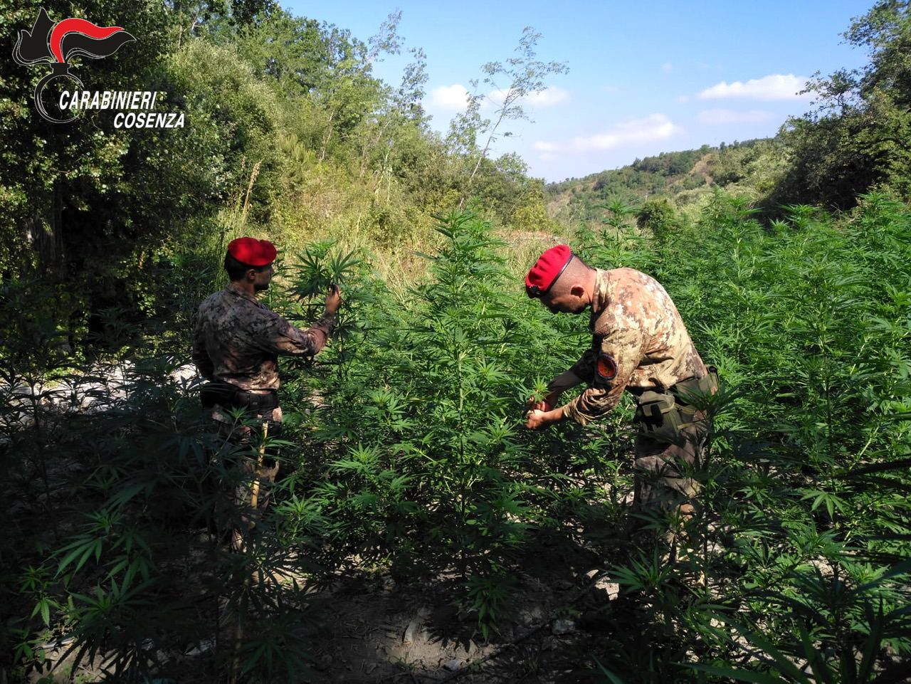 Piantagione di marijuana scoperta ad Orsomarso, due arresti
