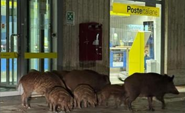 Cinghiali in città, passeggiata serale in via Dante Alighieri a Vibo Valentia