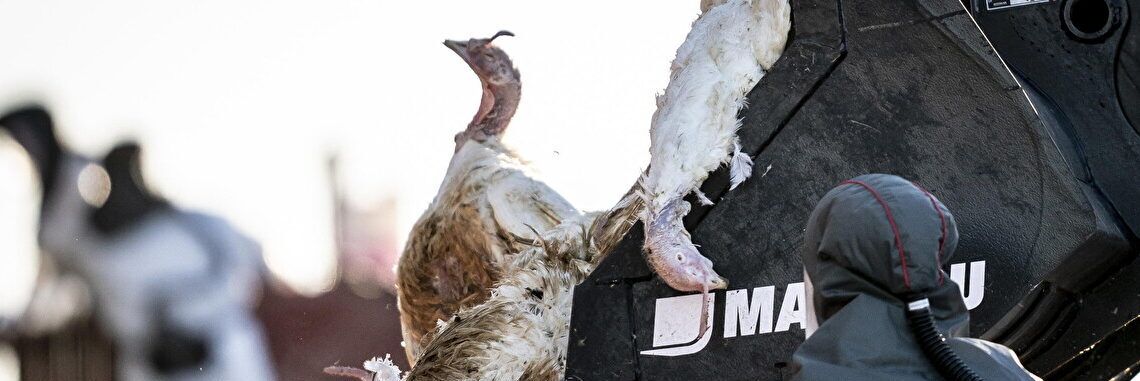 Epidemia da aviaria: la più grande mai vista in Europa