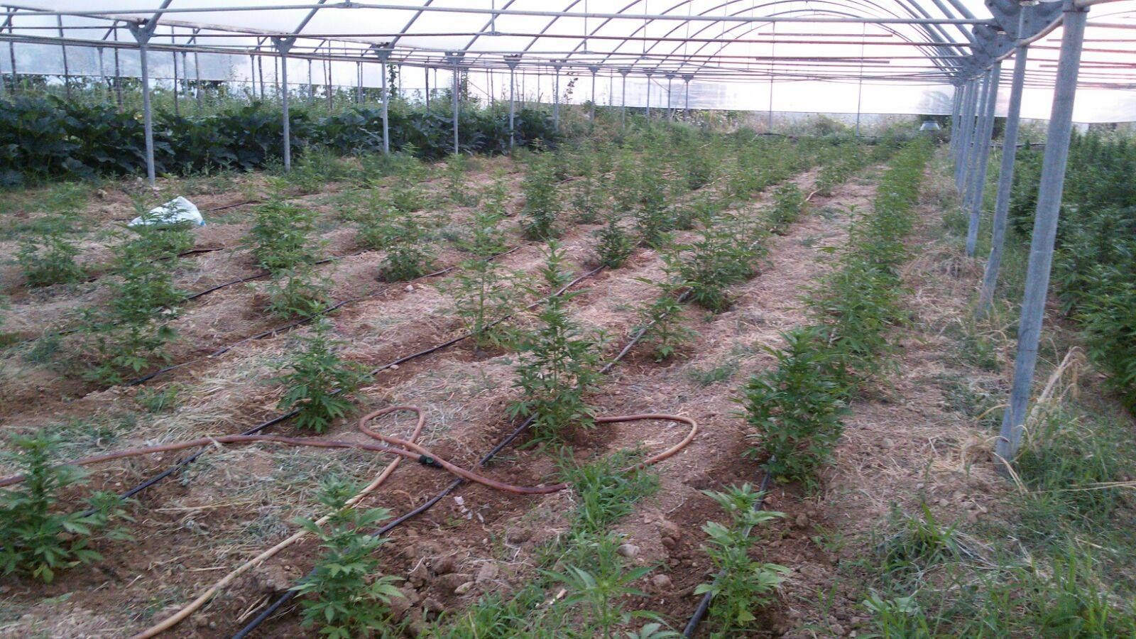 Sequestrata una tonnellata di canapa indiana