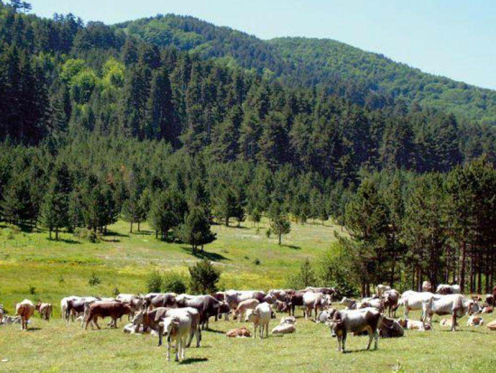 La Sila raccontata da sette travel-blogger nazionali