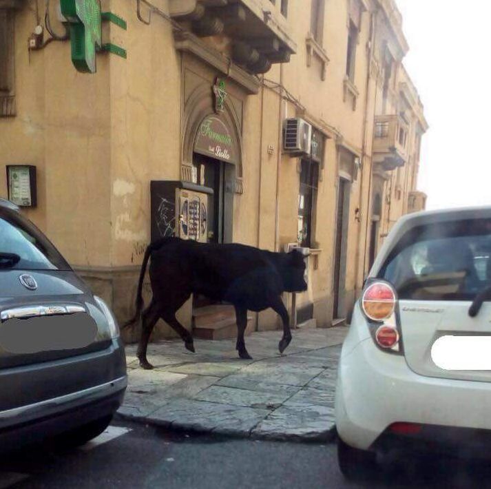 Toro scorazza per le vie di Reggio, abbattuto – VIDEO