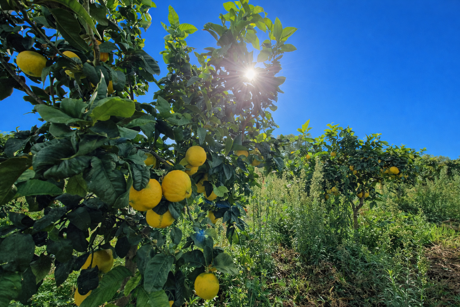 Bergamotto di Reggio Calabria, l’IGP supera l’esame italiano