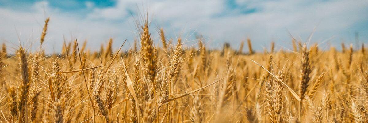 Export del grano ucraino, l’appello di Confagricoltura all’Ue