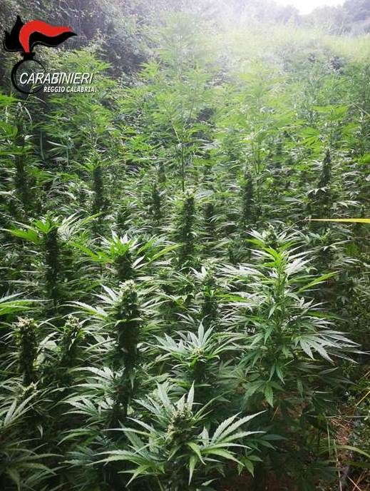 Trovate 600 piante di canapa nella Locride, arrestati due uomini