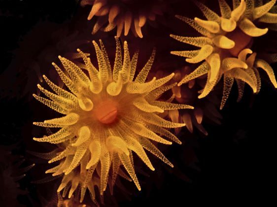 C'è un paradiso di creature sottomarine nei mari della Calabria