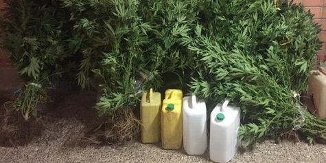 Una piantagione di marijuana a Catanzaro, arrestato il “coltivatore”