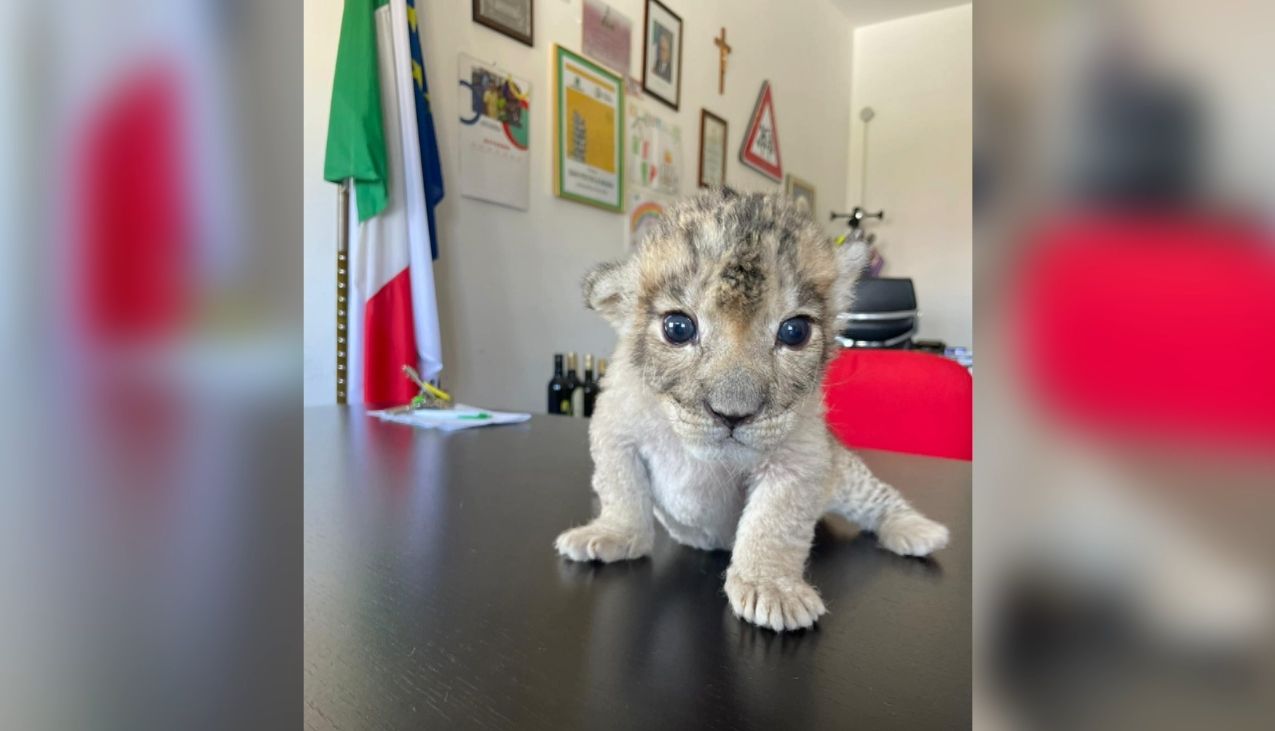 Nato a San Pietro a Maida il primo cucciolo di leone