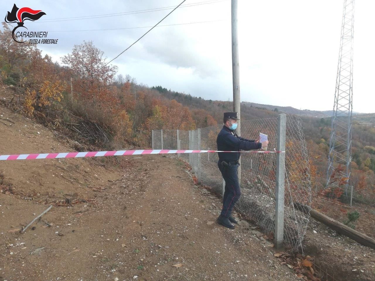 Taglio abusivo di legname, sequestrato terreno nei pressi di Acri