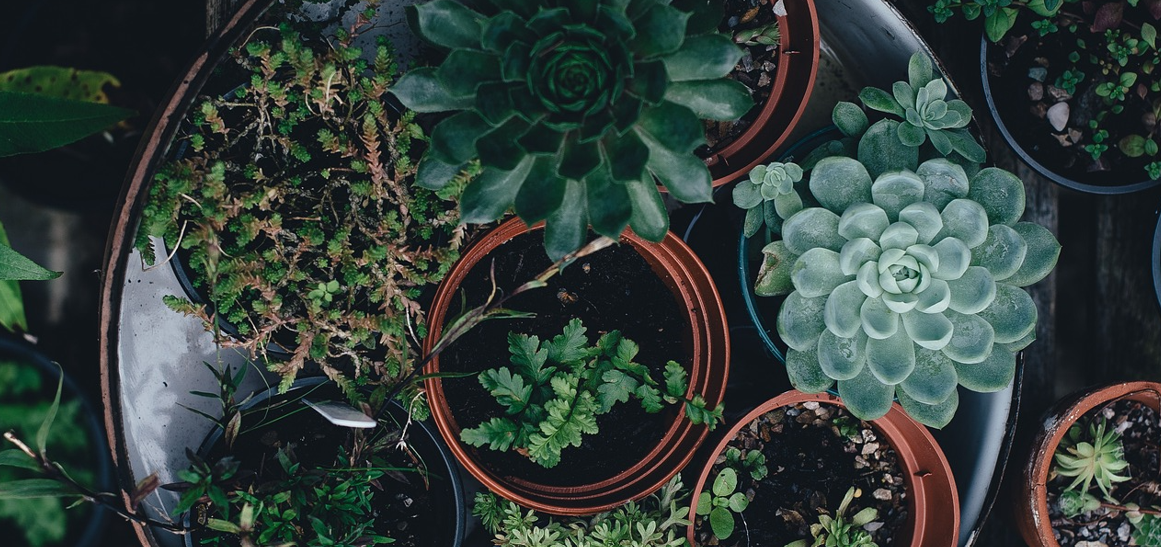 Confagricoltura, accolta la richiesta di sospensione del contributo per i vasi in plastica