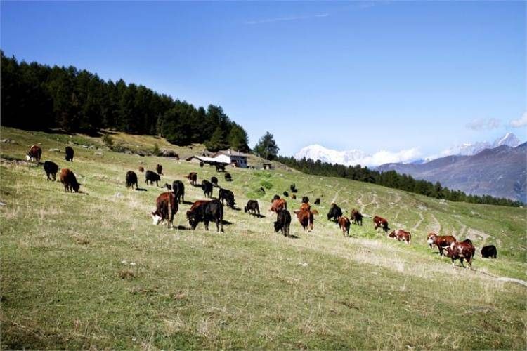 Agricoltura, in arrivo 34 milioni per le indennità compensative