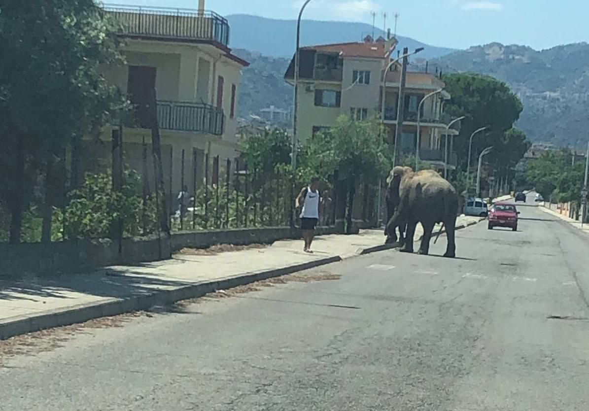 Corigliano Rossano, elefante in libera uscita