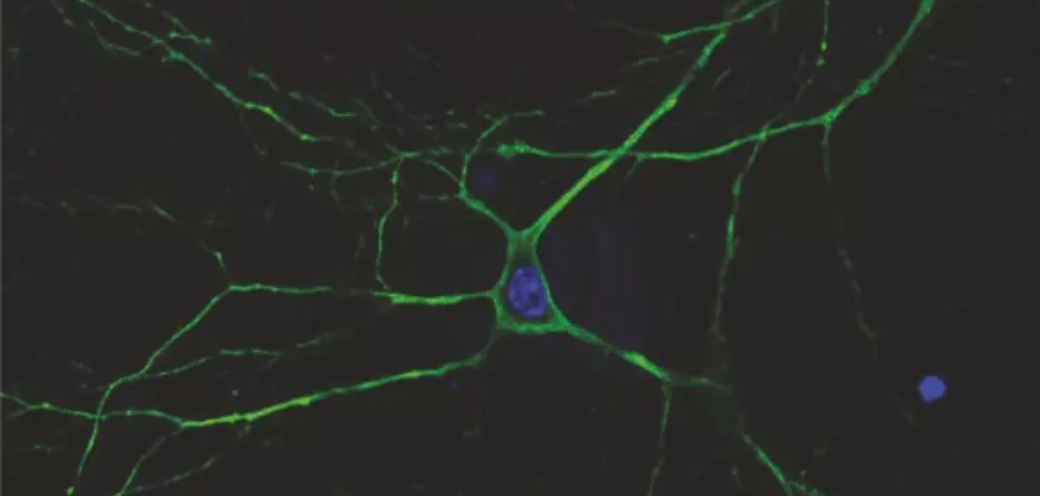 Dallo studio delle lucciole un nuovo possibile trattamento per l’epilessia