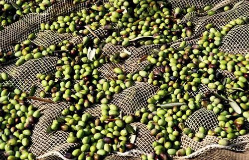 La Fai Cisl: «Urgente il Tavolo agroalimentare regionale»