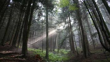 Terapia Forestale nel Parco Nazionale della Sila