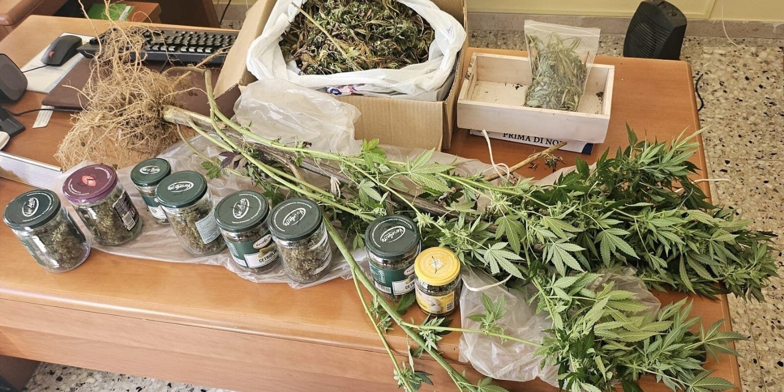 Nascondeva in casa una pianta di canapa indiana di due metri, 36enne arrestato nel Cosentino