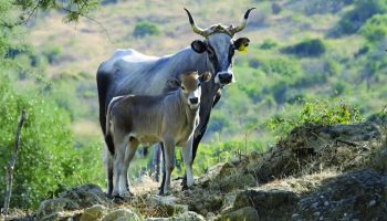 Carne podolica, sfida Dop per valorizzare un’eccellenza calabrese