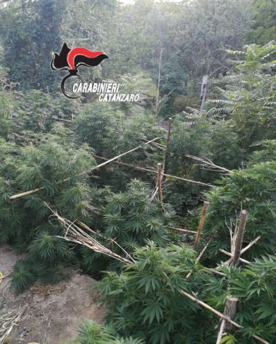 "Gestivano" due piantagioni di marijuana, in manette una coppia a Pentone