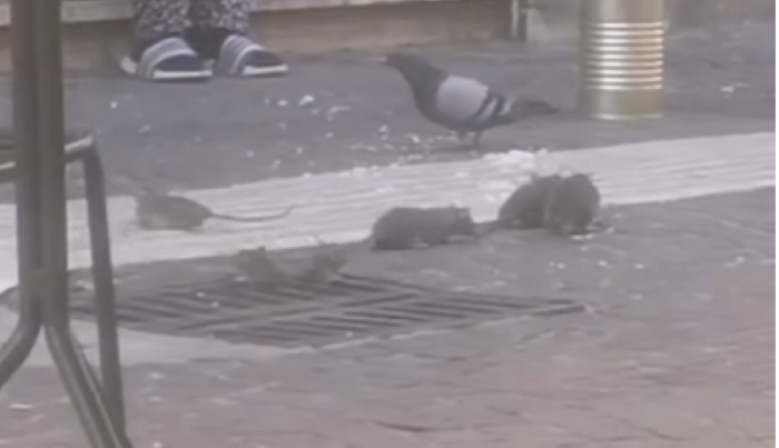 Topi a spasso su Corso Mazzini, l’avvistamento nel cuore di Cosenza – VIDEO