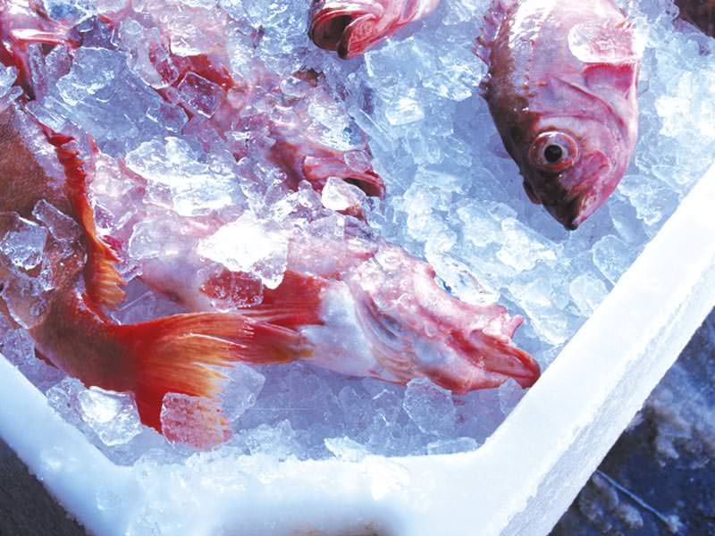 Palmi, sequestrati 55 chili di pesce