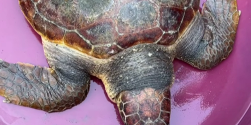 caretta caretta porto gioia tauro