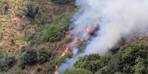 macchia farnetto africo vecchio